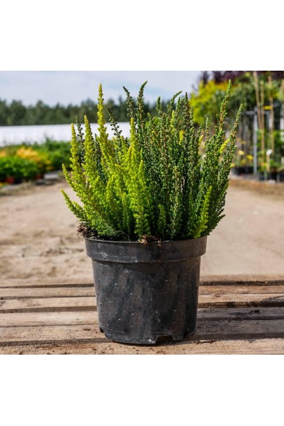 Вереск обычный в контейнере 3 л.